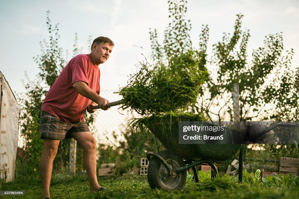 Mature man collecting grass clippings into the wheelbarrow.