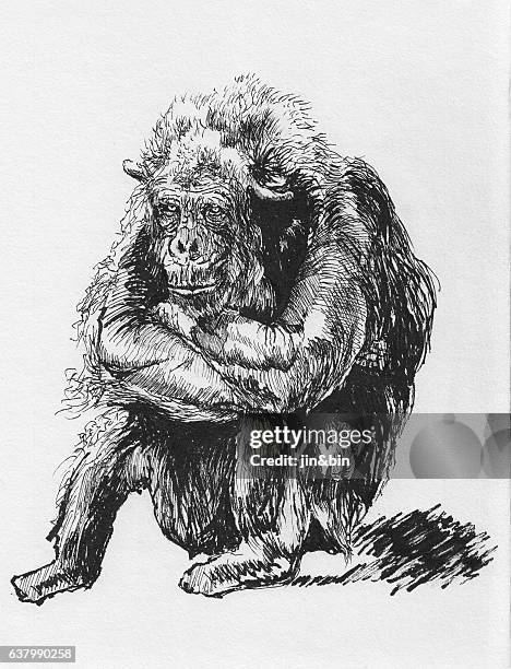 hand drawn orangutan sketch on white background - orang utan stock illustrations