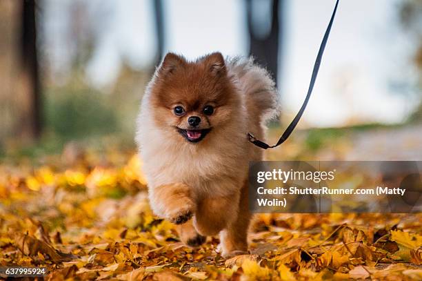 teddy enjoying a fall day - pomeranian - fotografias e filmes do acervo