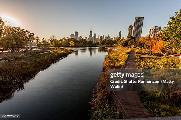 the chicago cubs won the world series! - lincoln park zoo stock pictures, royalty-free photos & images