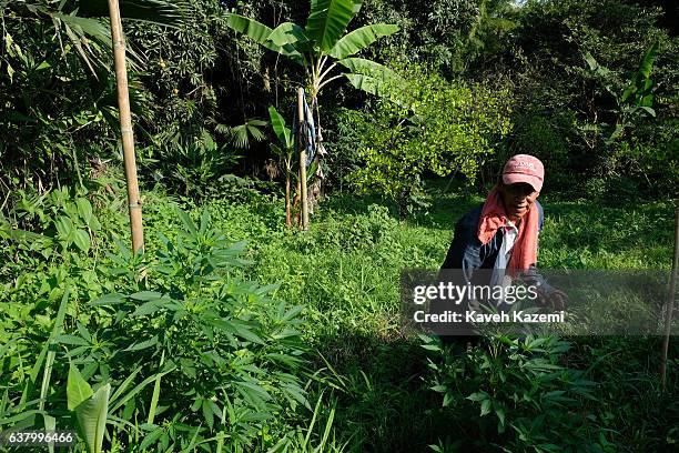 Farmer stands in front of Cannabis plants in a farm in the small village of Vereda La Heroica on December 28, 2016 in Corinto, Colombia. Due to lack...