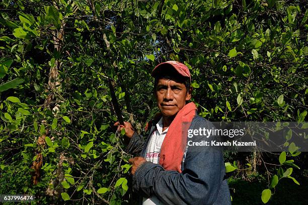 Farmer stands in front of a Coca plant in a small farm in the small village of Vereda La Heroica on December 28, 2016 in Corinto, Colombia. Due to...