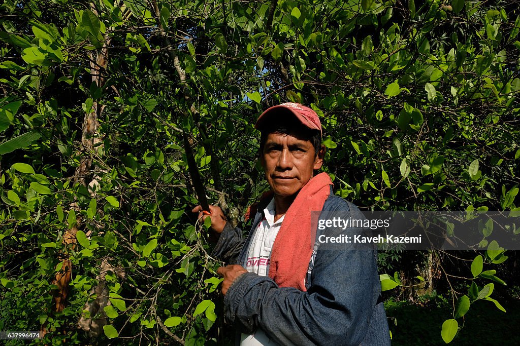 Coca Plantation