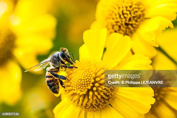 bee gathering nectar and pollen on yellow flowers - bijen stockfoto's en -beelden