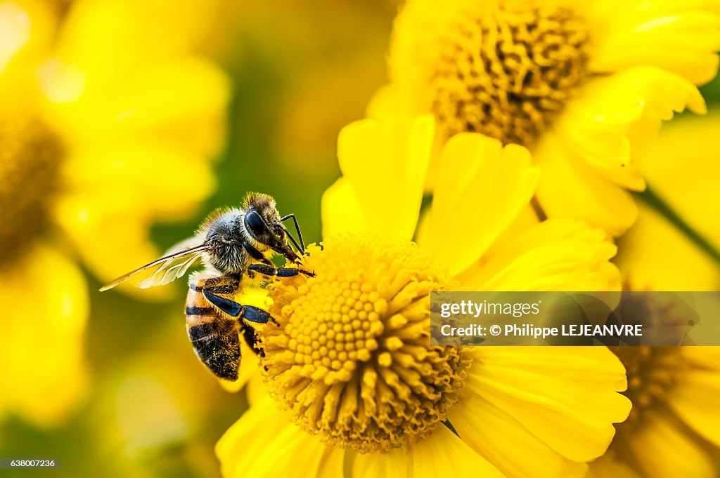 Bee gathering nectar and pollen on yellow flowers