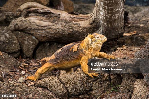 galapagos land iguana - land iguana 個照片及圖片檔