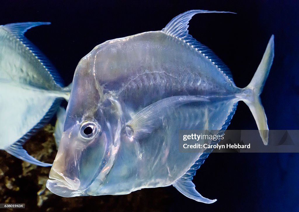 Little Lookdown Fish Mexican Lookdown Fish High-Res Stock Photo - Getty Images
