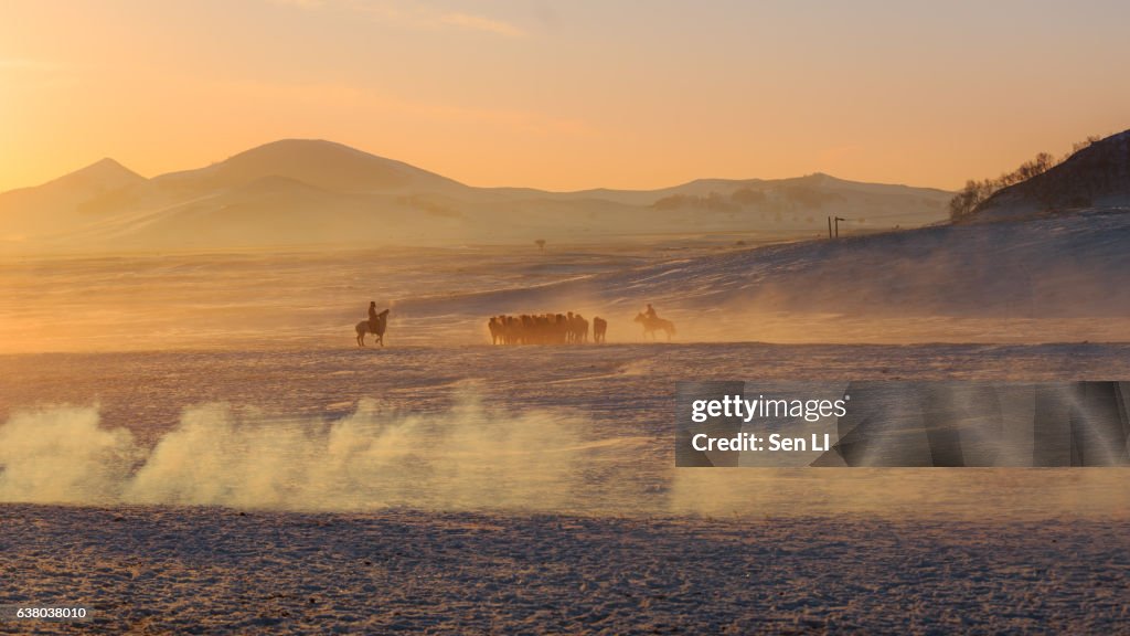 Herd of Horses on Snowfield, Inner Mongolia