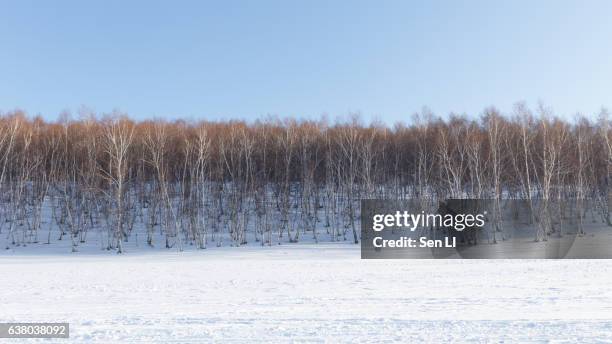 silver birch in inner mongolia - snowfield stock pictures, royalty-free photos & images