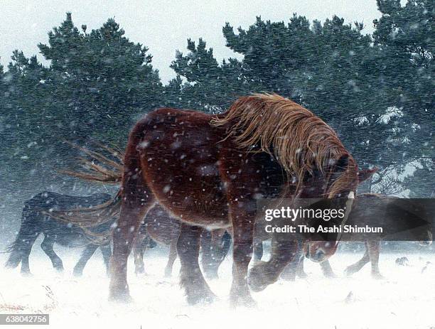 Kandachime' horses are seen in the snow on March 10, 2000 in Higashidori, Aomori, Japan.
