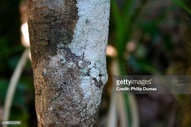 leaf-tailed gecko (uroplatus phantasticus) - uroplatus phantasticus stock pictures, royalty-free photos & images