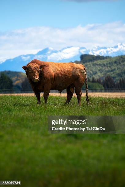 livestock - red angus beef cow on a new zealand background - new zealand cow foto e immagini stock