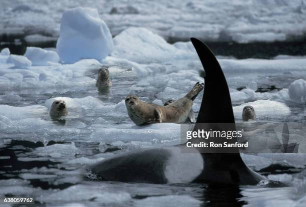 killer whale on the prowl in leconte bay (digital composition). - foca fotografías e imágenes de stock