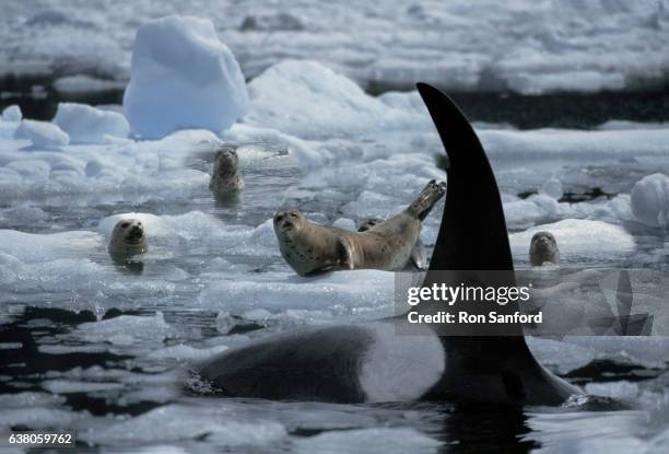 killer whale on the prowl in leconte bay (digital composition). - killer whale stock pictures, royalty-free photos & images