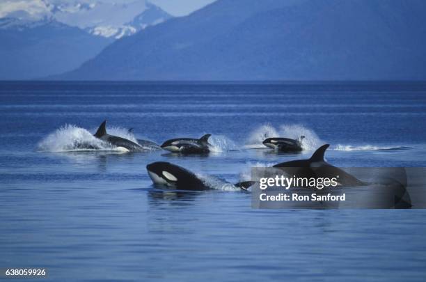 killer whales in attack mode. - tierangriff stock-fotos und bilder