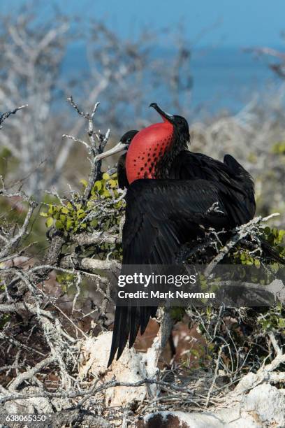 magnificent frigatebird - frigate stock-fotos und bilder