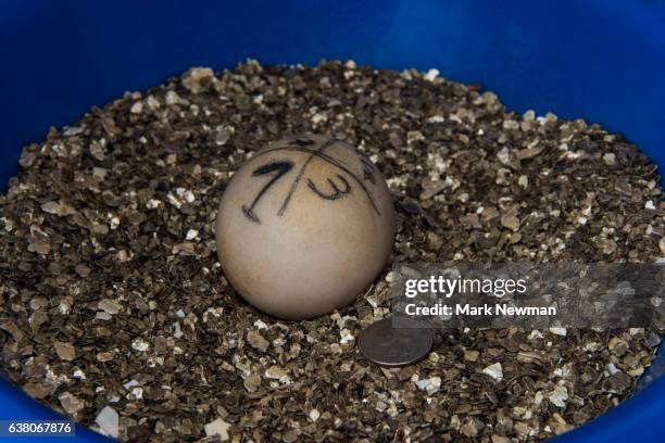 galapagos tortroise egg - oeuf de tortue photos et images de collection