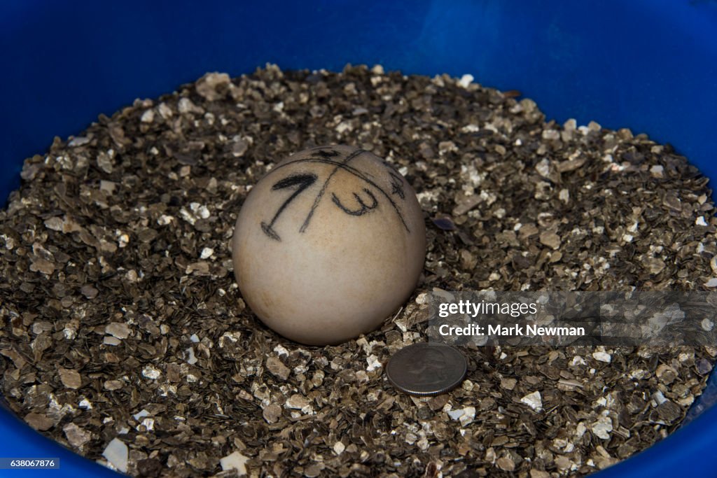 Galapagos Tortroise egg