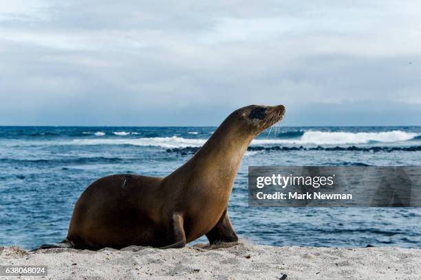 galapagos sea lion - zalophus californianus imagens e fotografias de stock