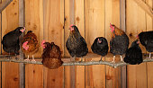 Chickens roosting