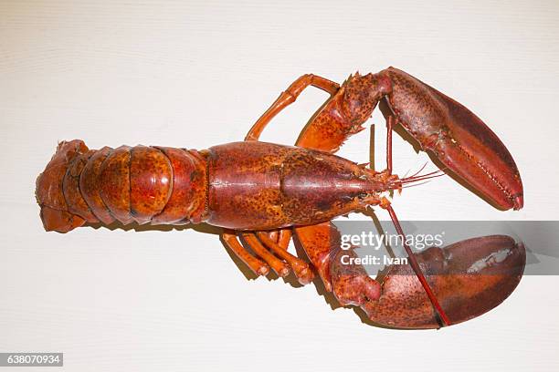 aerial view of cooked lobster - lobster photos et images de collection