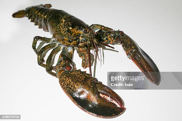 aerial view of living lobster - crayfish stock pictures, royalty-free photos & images