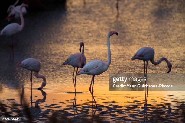 greater flamingos, phoenicopterus roseus,pont de gau,camargue, france - greater flamingo stock-fotos und bilder