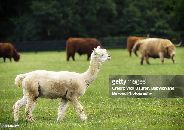 alpaca crosses in front of scottish highland cattle - alpaka stock-fotos und bilder