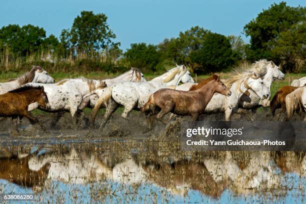 wild camargue horses, camargue, gard, france - camargue stock pictures, royalty-free photos & images