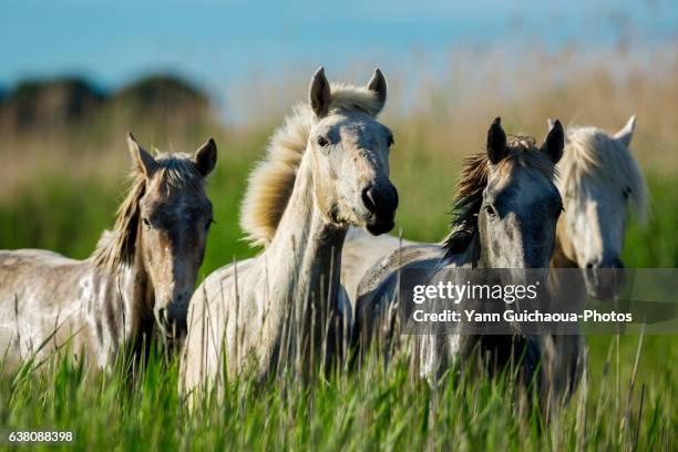 wild camargue horses, camargue, gard, france - camargue stock pictures, royalty-free photos & images