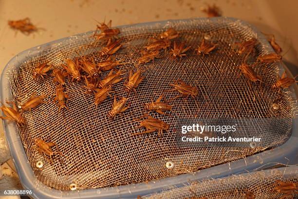 Production of insects is seen at Micronutris company, the leader in Europe in the human diet based on insects on January 9, 2017.The term entomophagy...