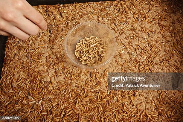 Production of insects is seen at Micronutris company, the leader in Europe in the human diet based on insects on January 9, 2017.The term entomophagy...