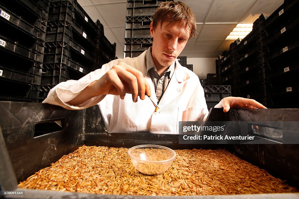 The Rise of Insect Based Foods In Our Diet