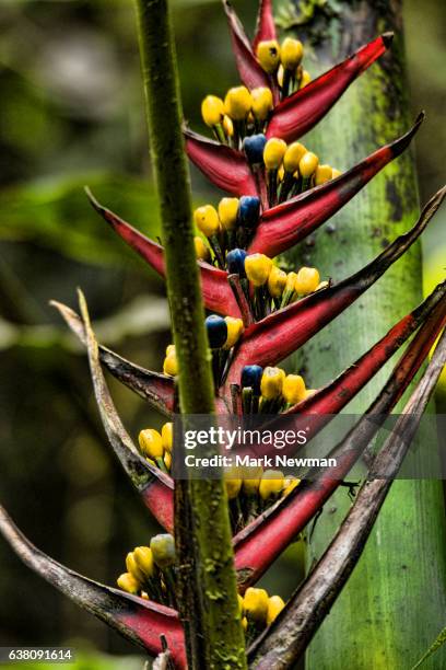 cloud forest scenic - cloud forest ecuador stock pictures, royalty-free photos & images