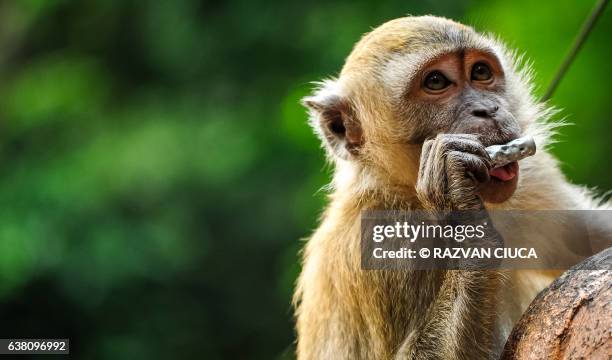 monkey eating battery - ugly monkey stock-fotos und bilder