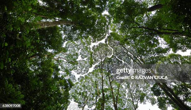 crown shyness - estado de selangor fotografías e imágenes de stock