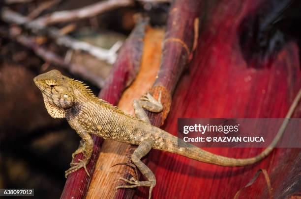 a lizard - gunung mulu national park stock pictures, royalty-free photos & images