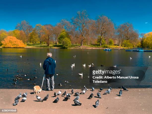 england, london, regents park - regent's park stockfoto's en -beelden