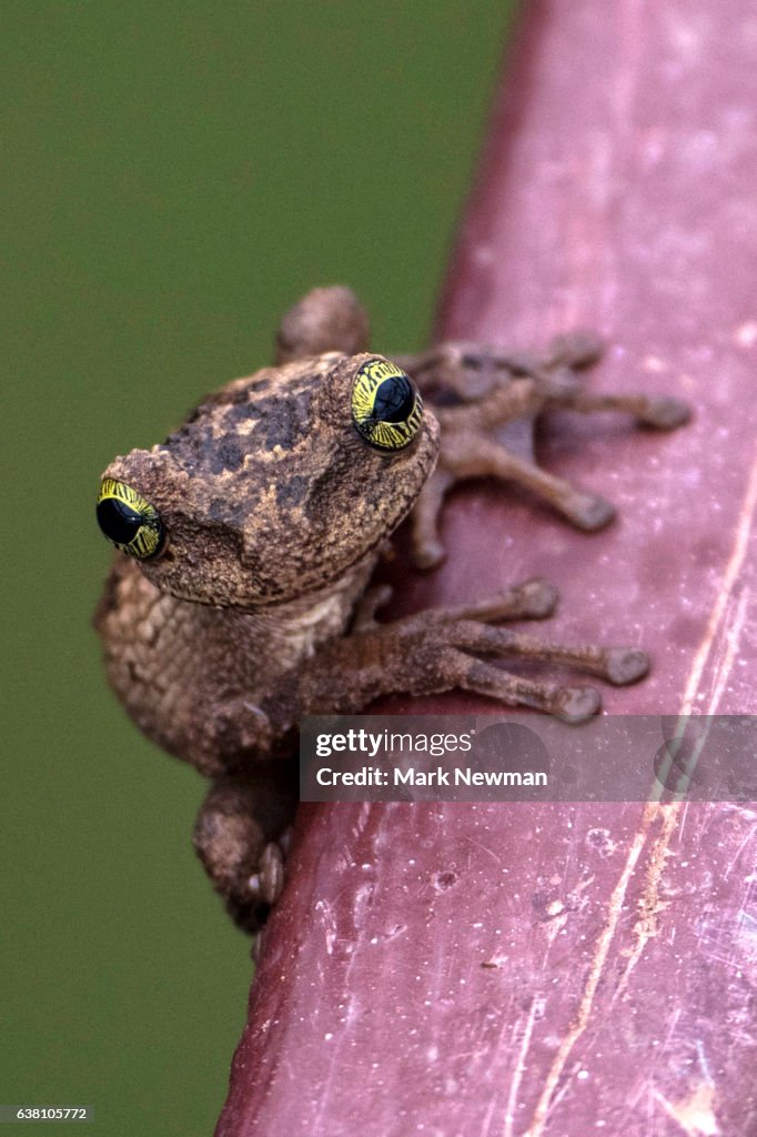 Amazon Tree Frog