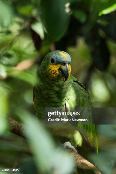 parrot in amazon jungle - amazon rainforest stockfoto's en -beelden