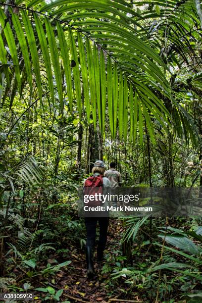 amazon jungle - foret amazonienne photos et images de collection