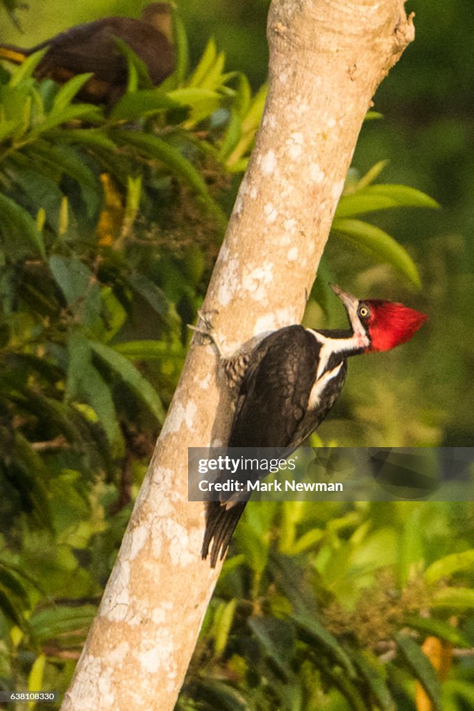 Lineated Woodpecker