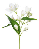 isolated jasmine branch with blooms and buds