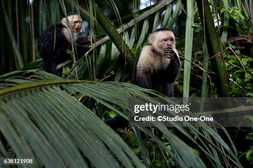 Monkey Lunch Monkey Lunch