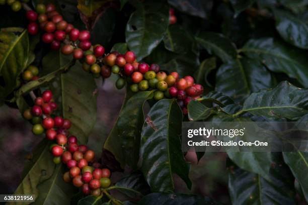 red berries - costa rica coffee stock pictures, royalty-free photos & images