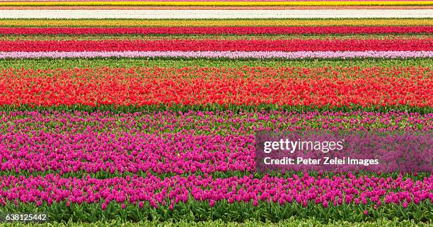 tulip fields - large scale horticulture in the netherlands - south holland fotografías e imágenes de stock