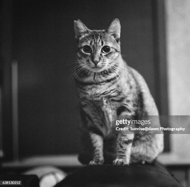 adopted stray cat - 6x6 stock pictures, royalty-free photos & images