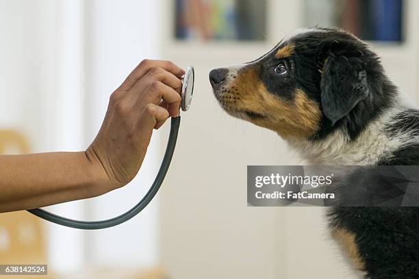 cachorro en la oficina de veterinarios - veterinary surgery fotografías e imágenes de stock