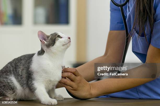 examining a kitten - pelo de animal imagens e fotografias de stock