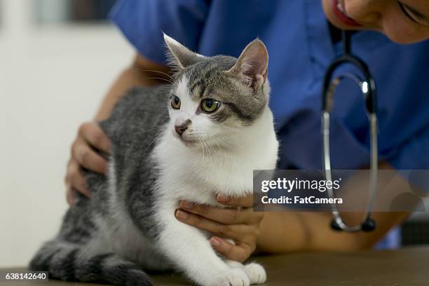 checking a cat - vet with kitten stock pictures, royalty-free photos & images